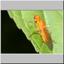 Psila fimetaria - Nacktfliege 04 8mm.jpg